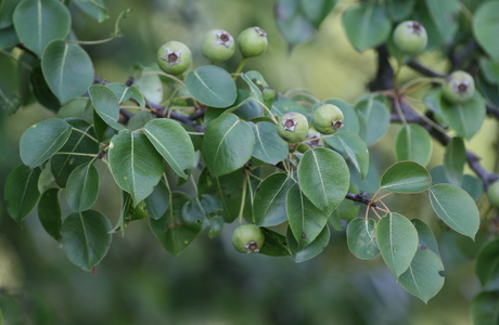 Wild-Birne (Pyrus pyraster) - © Emanuel Trummer